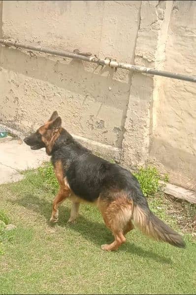 German Shepherd female long coat 2