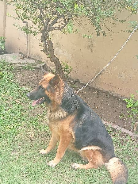 German Shepherd female long coat 3