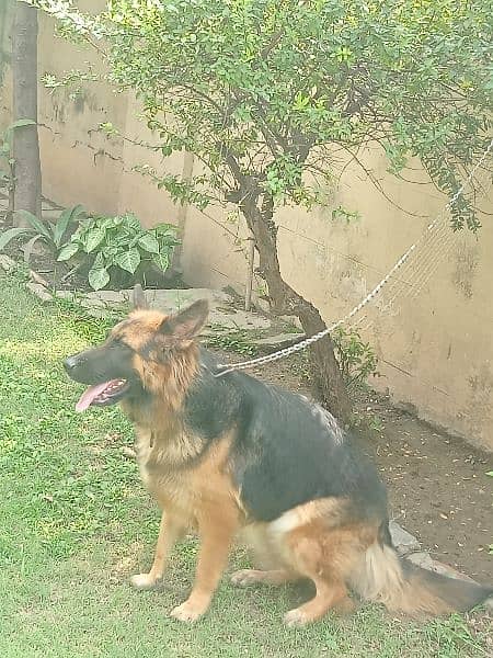 German Shepherd female long coat 4