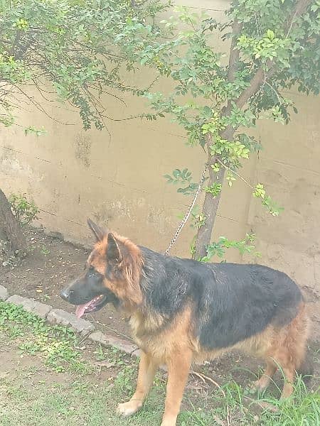 German Shepherd female long coat 5