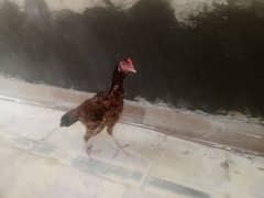 hen for sell