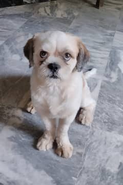 Shitzu dog/Shitzu male/Shitzu puppy 1.5 yr old for sale in Lahore