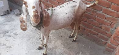 Desi bakri (goat) WhatsApp num 03259456392