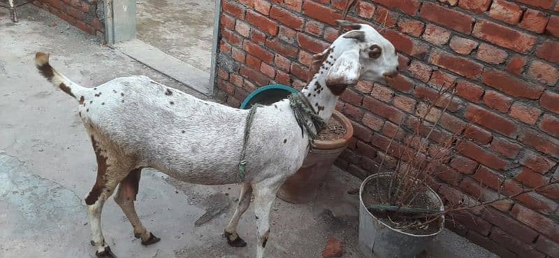 Desi bakri (goat) WhatsApp num 03259456392 1