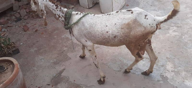 Desi bakri (goat) WhatsApp num 03259456392 2