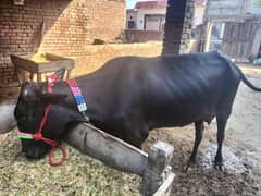 fresion and cross cow for sale