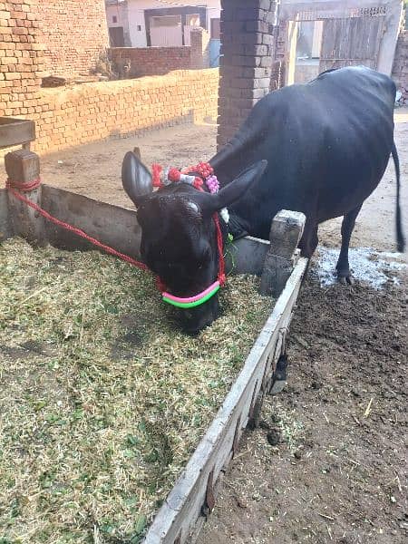 fresion and cross cow for sale 6