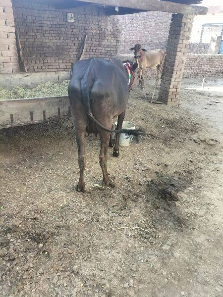 fresion and cross cow for sale 8