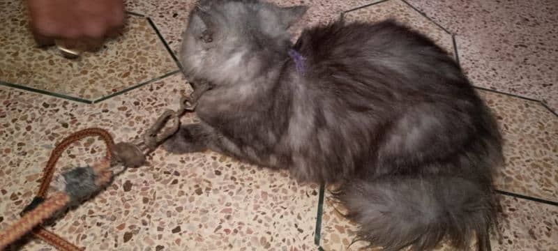 08 month Persian female cat for sale 0