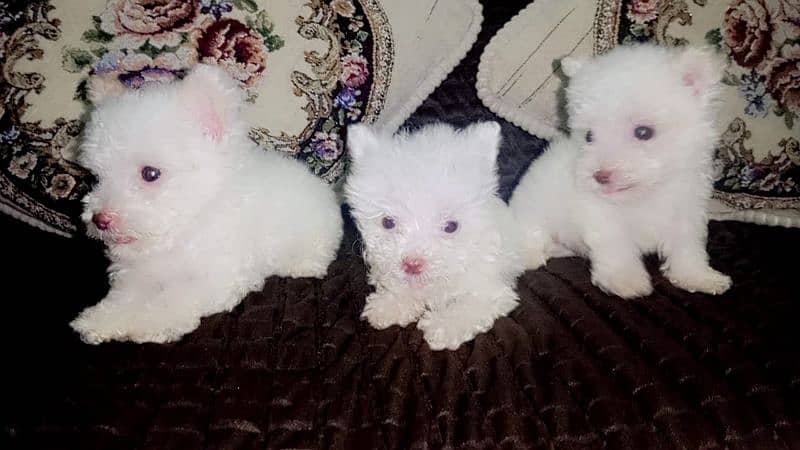 Poodle Male Puppy 4