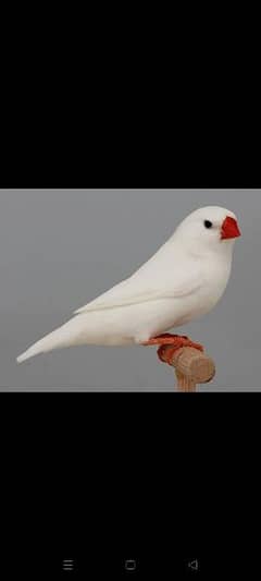 finches for sale different Mutation