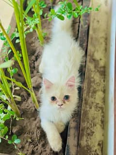 tripple coat persian male