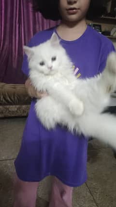 Persian triple coated male kitten