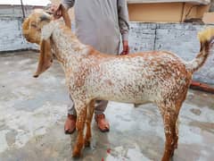 Bakra | makhi cheeni| Breader Bakra for sale