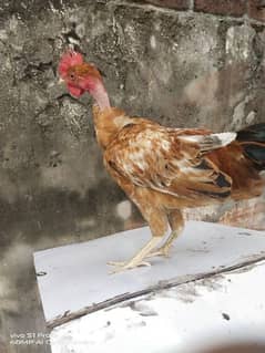 Desi hen rooster cock pair for sale