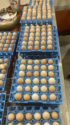 Organic , Pasture, fertile Desi Egg