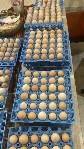 Organic , Pasture, fertile Desi Egg 0