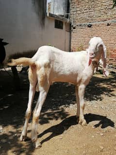 Rajanpuri Bakra