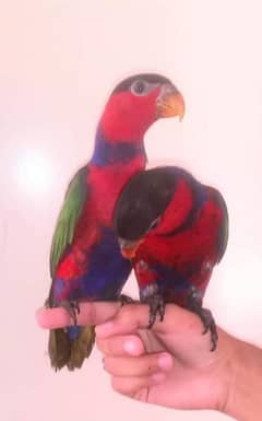 BLACK CAP LORY PAIR/03152248124 0