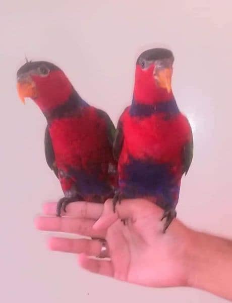 BLACK CAP LORY PAIR/03152248124 1