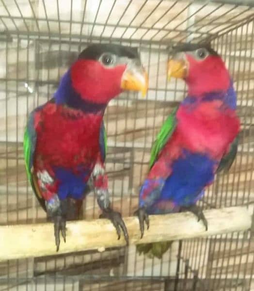 BLACK CAP LORY PAIR/03152248124 2