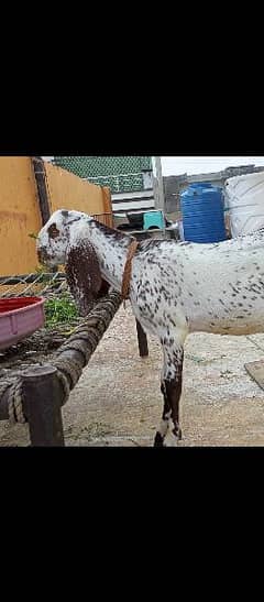 Makhi china bakra plai wala khira bacha