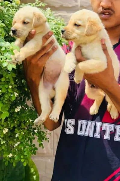 labrador retriever puppy pedigree dog for a sale al 1