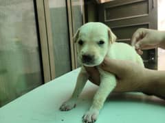 Labrador male puppy