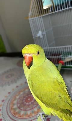 GREEN RINGNECK 4 MONTHS  AVAILABLE