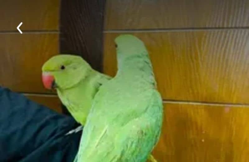 GREEN RINGNECK 4 MONTHS  AVAILABLE 4