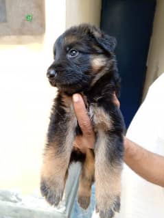 German shepherd puppies Female black mask