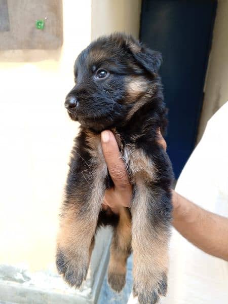 German shepherd puppies Female black mask 0