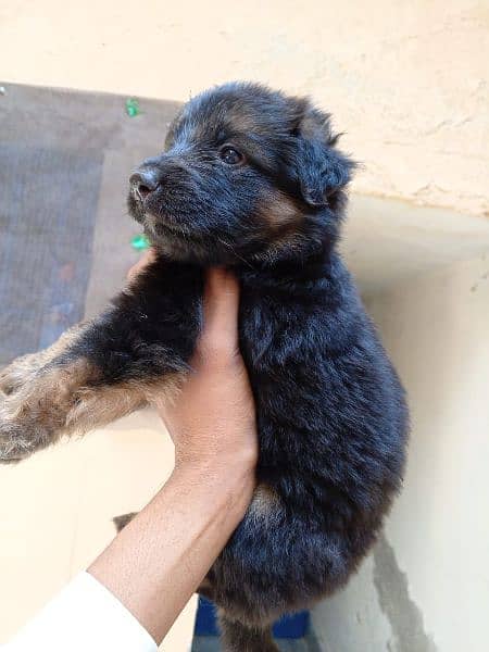 German shepherd puppies Female black mask 1