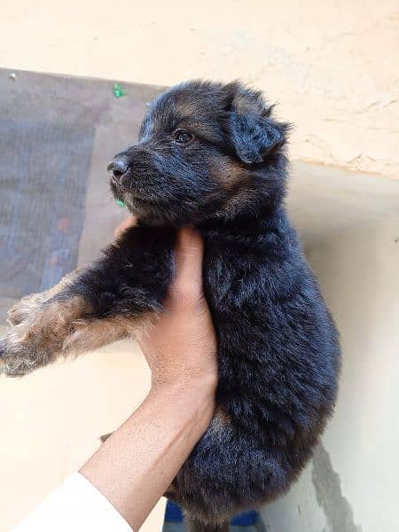 German shepherd puppies Female black mask 3