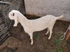 goat for sale