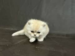 Pure Persian punch face kittens