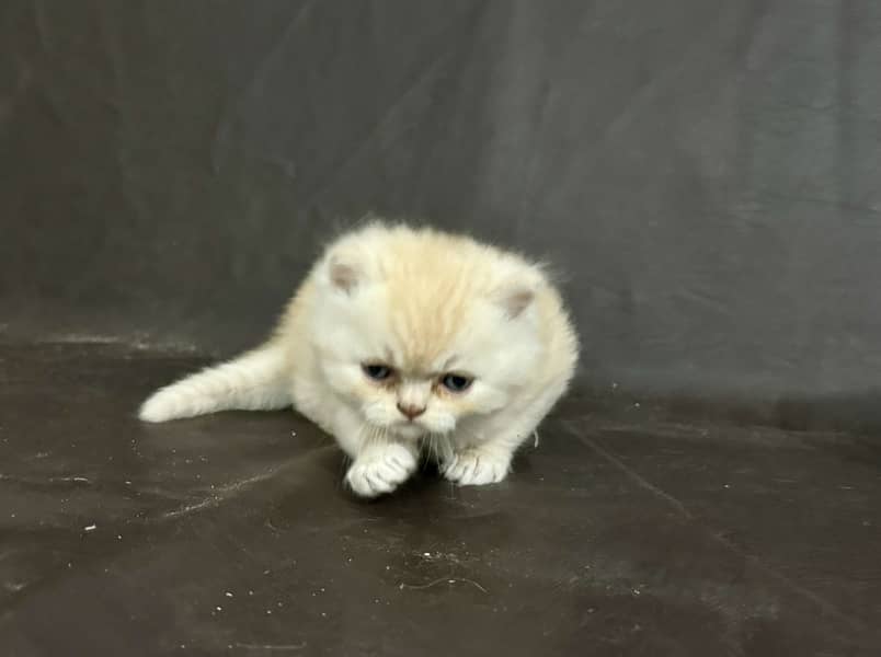 Pure Persian punch face kittens 0