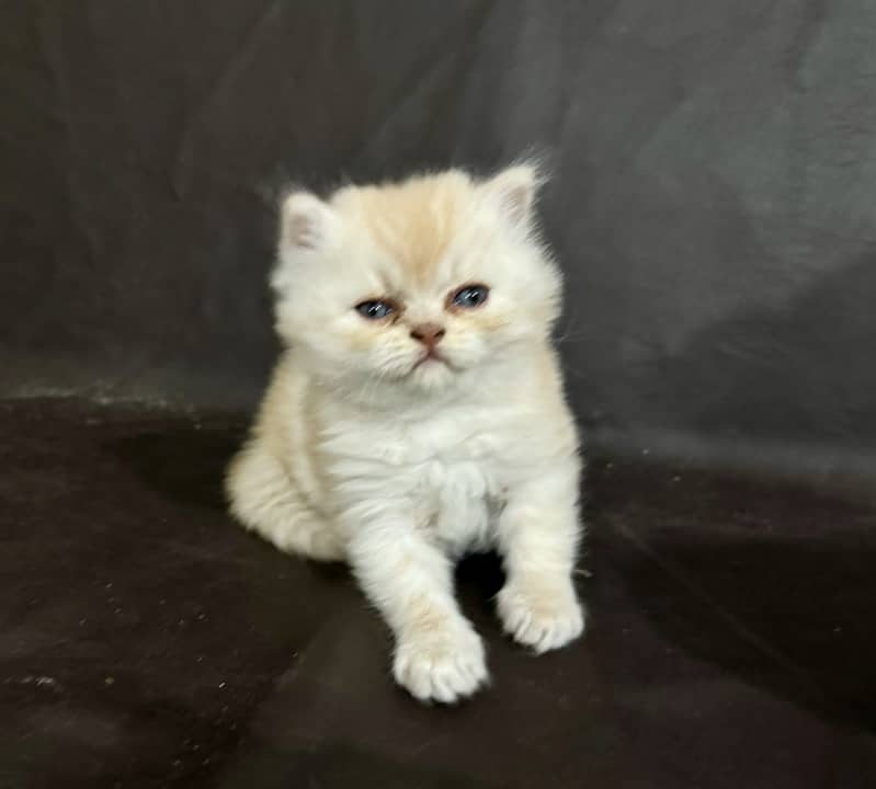 Pure Persian punch face kittens 2