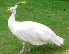 White breeder peacock female