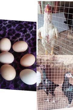 aseel Heera muskha fertile eggs (03445152074 whatsapp)