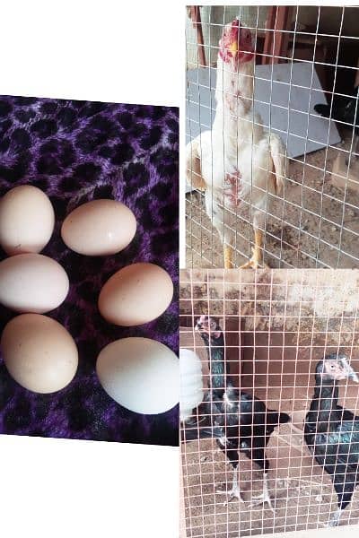 aseel Heera muskha fertile eggs (03445152074 whatsapp) 0