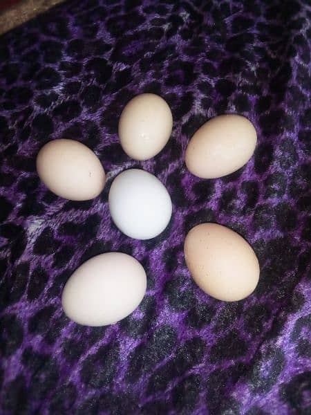 aseel Heera muskha fertile eggs (03445152074 whatsapp) 1