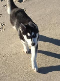 Siberian husky adult breeder female