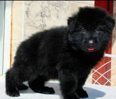 black German Shepherd long coat puppy for sale