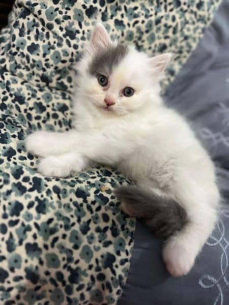 Persian / Tripple Coat / Double / Beautiful / Cute face / white / Cat 1