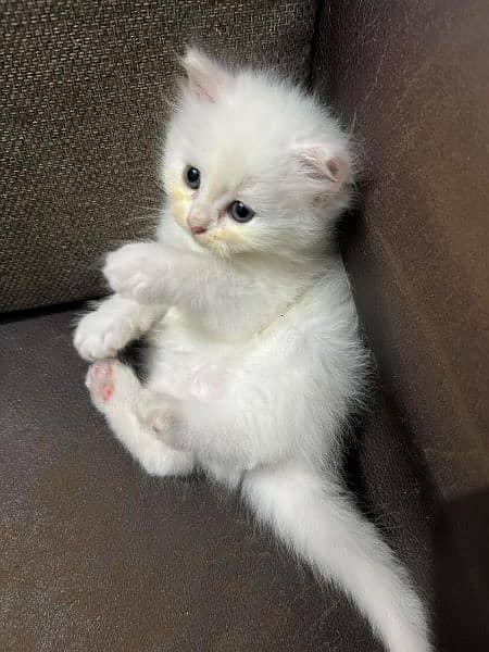 Persian / Tripple Coat / Double / Beautiful / Cute face / white / Cat 9