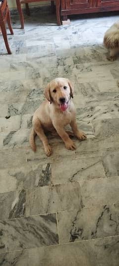 labrador retriver 0