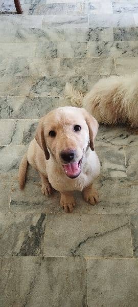 labrador retriver 1