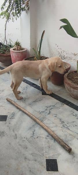 labrador retriver 2