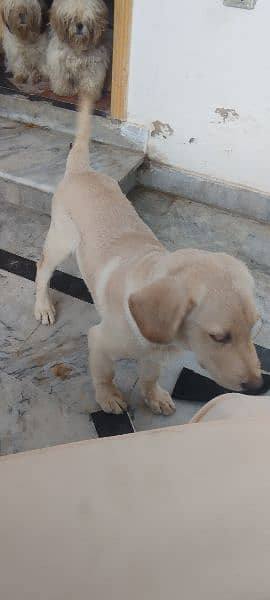 labrador retriver 3